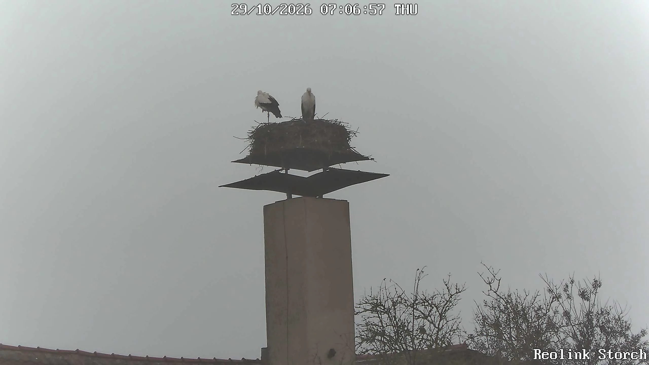 Storchencam Bild