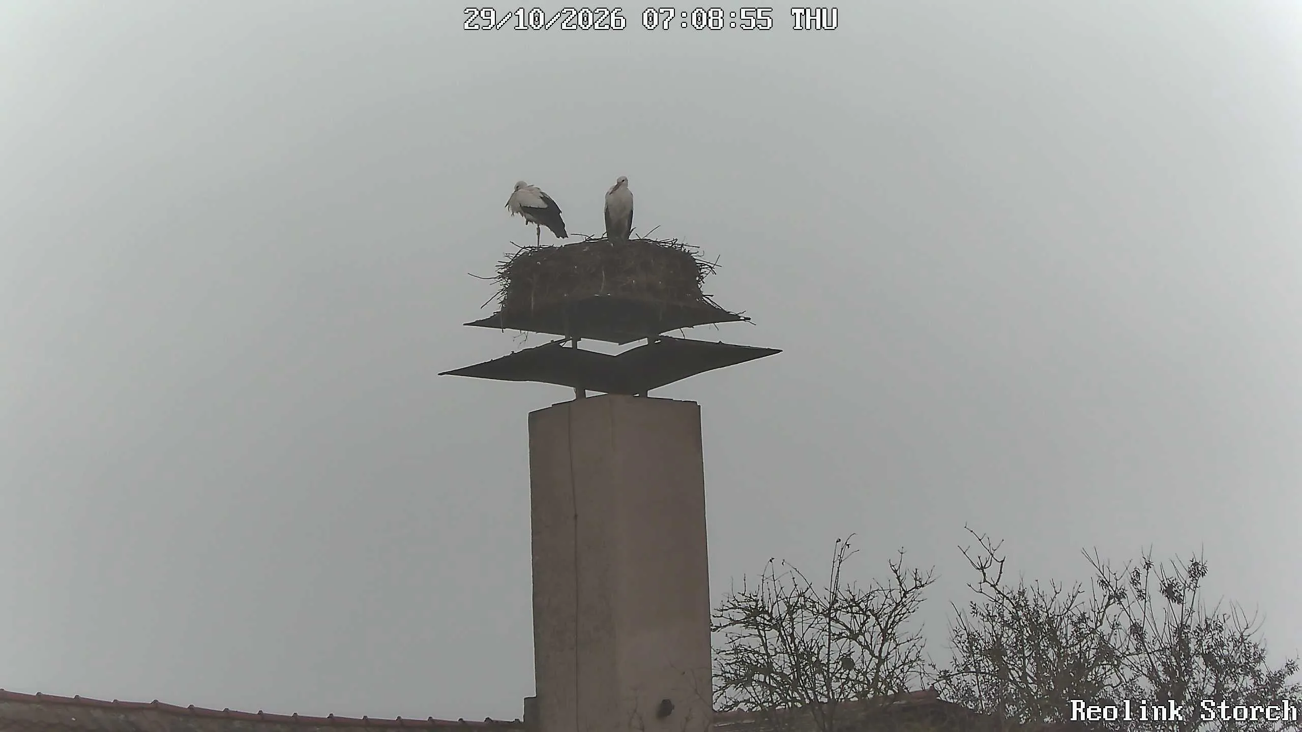 Storchencam Bild