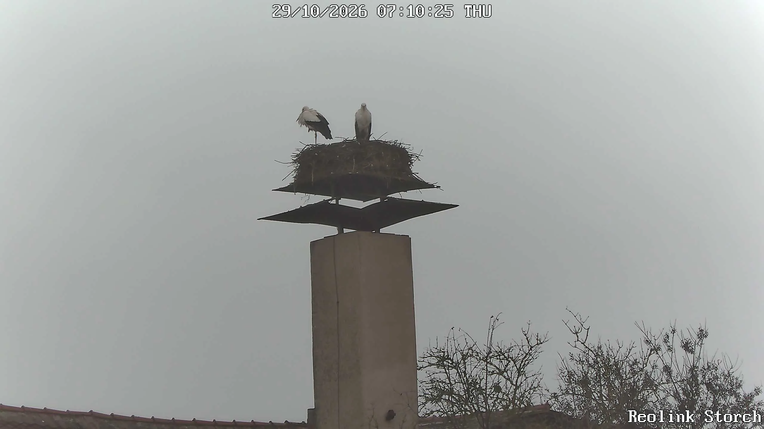 Storchencam Bild