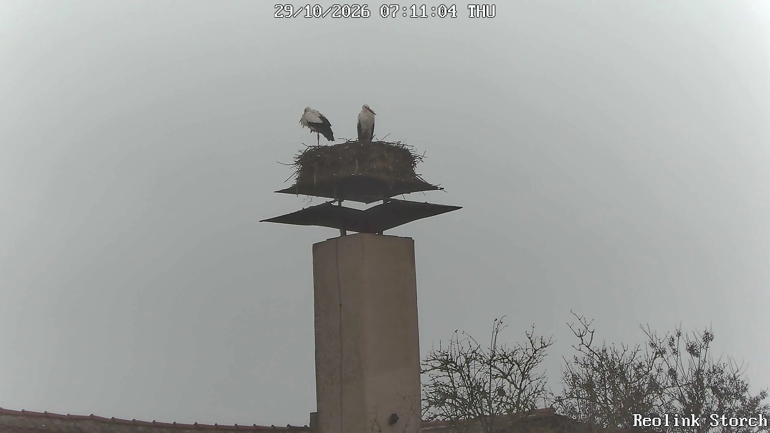 Storchencam Bild
