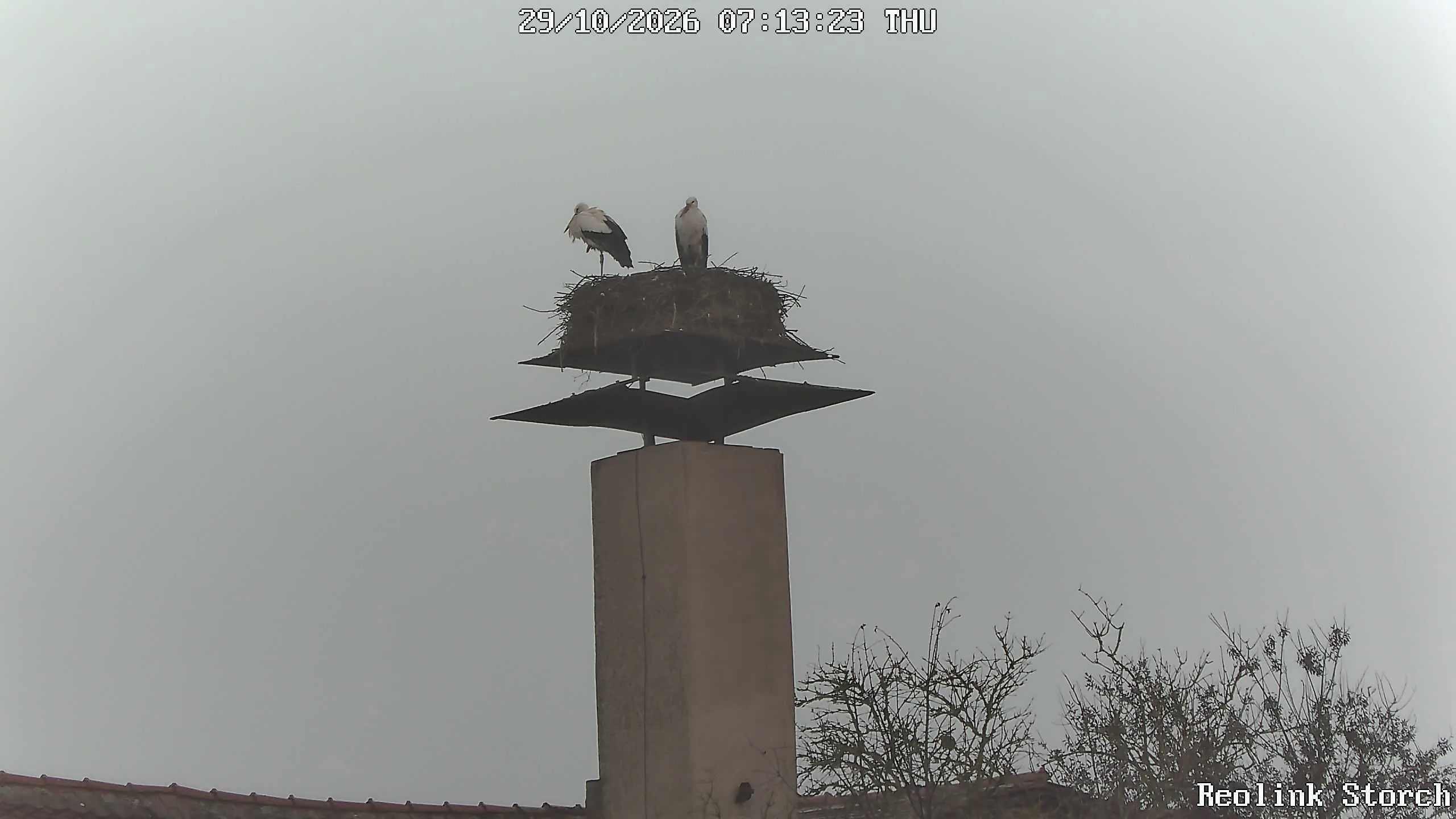 Storchencam Bild