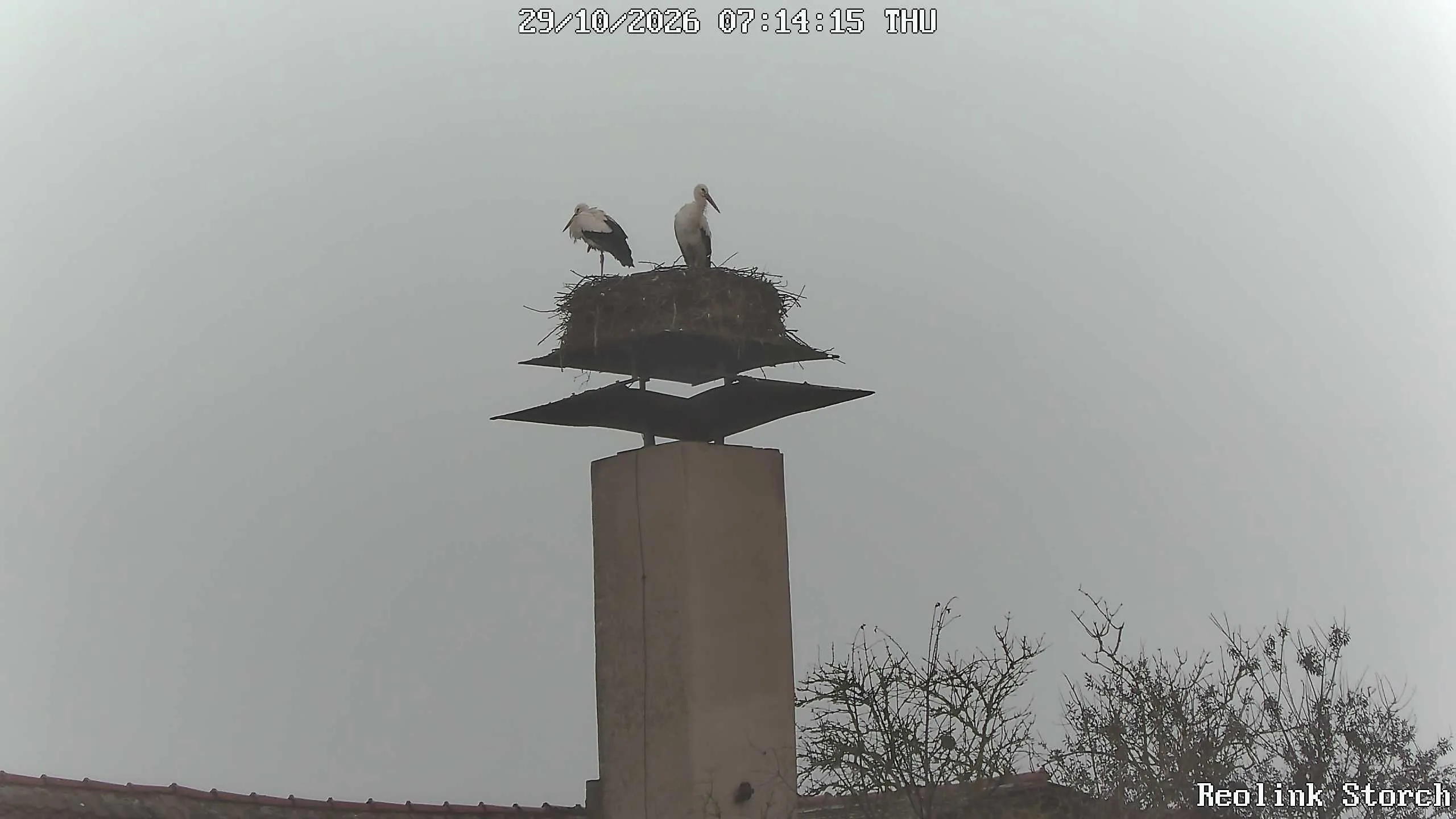 Storchencam Bild