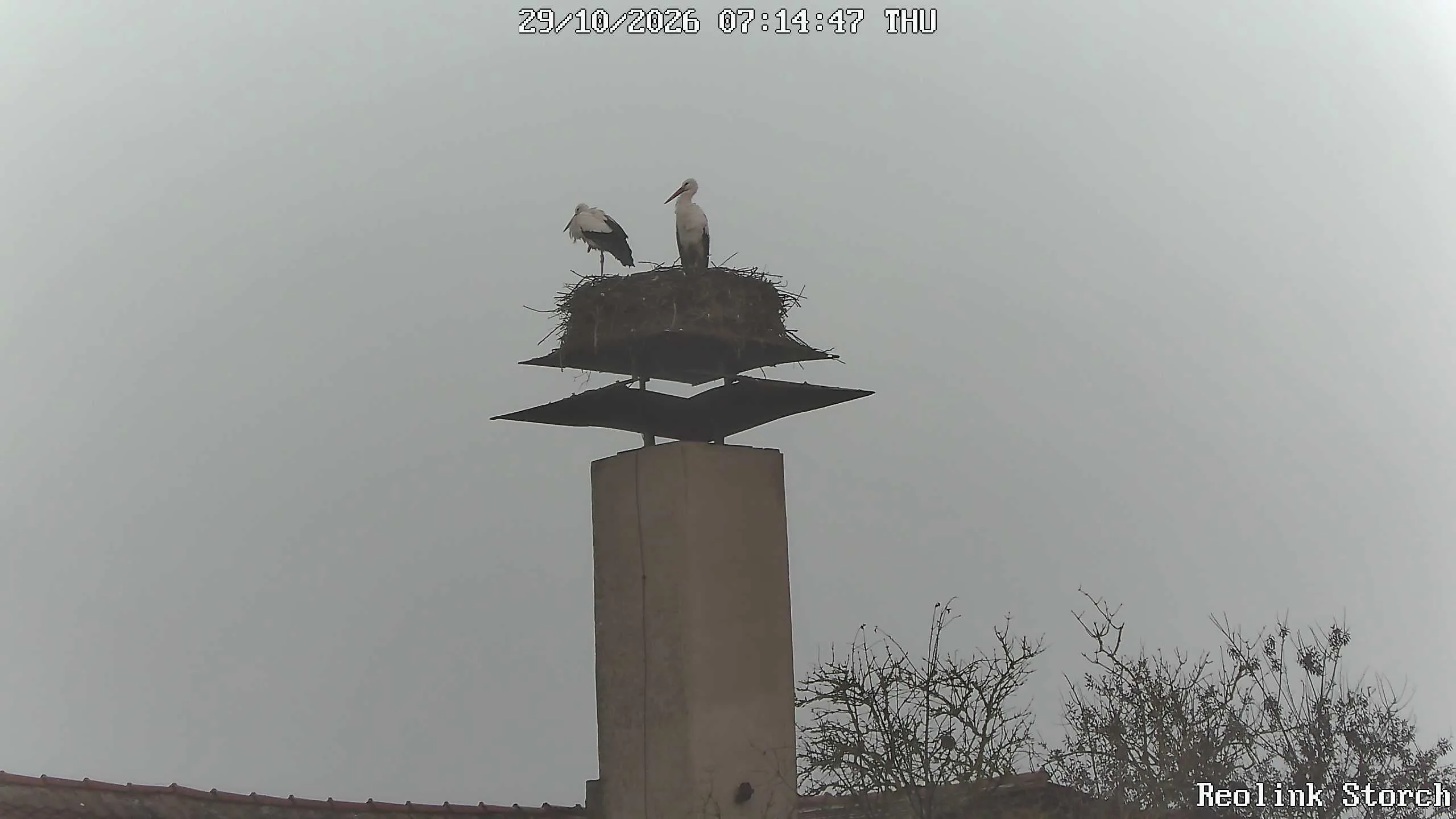 Storchencam Bild