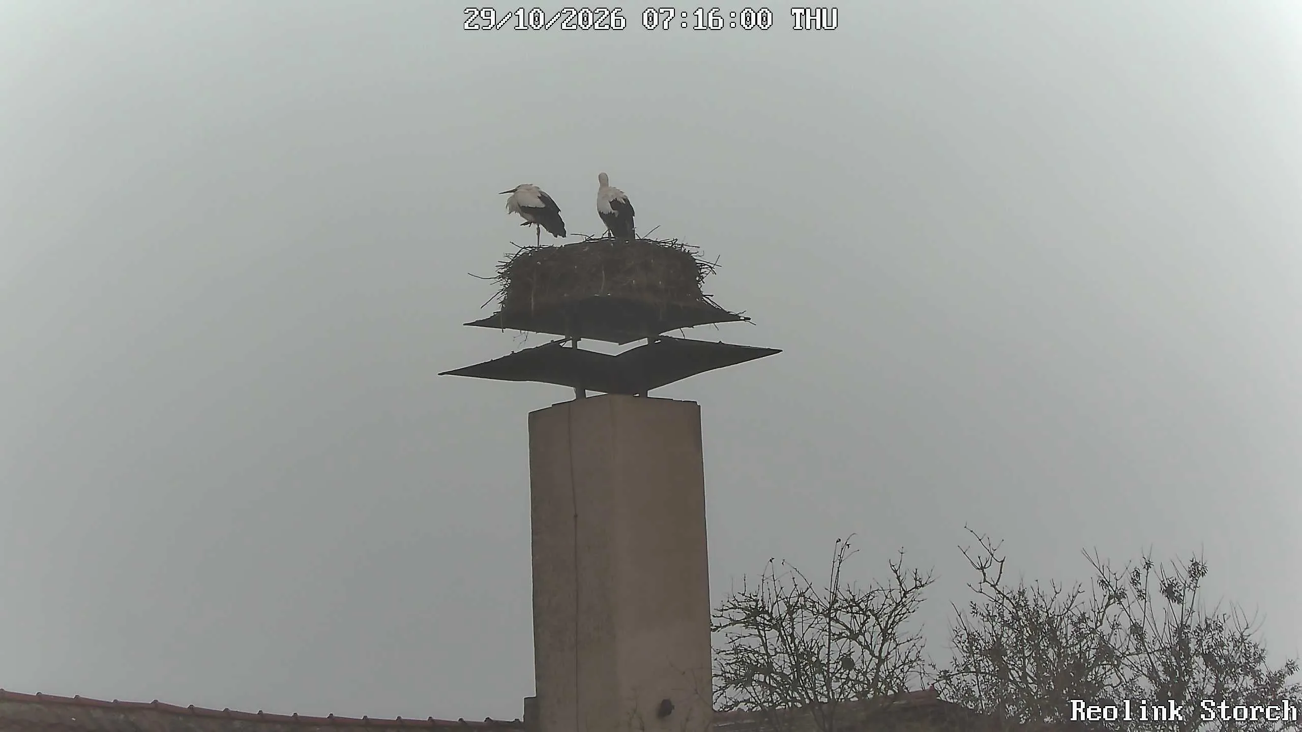 Storchencam Bild