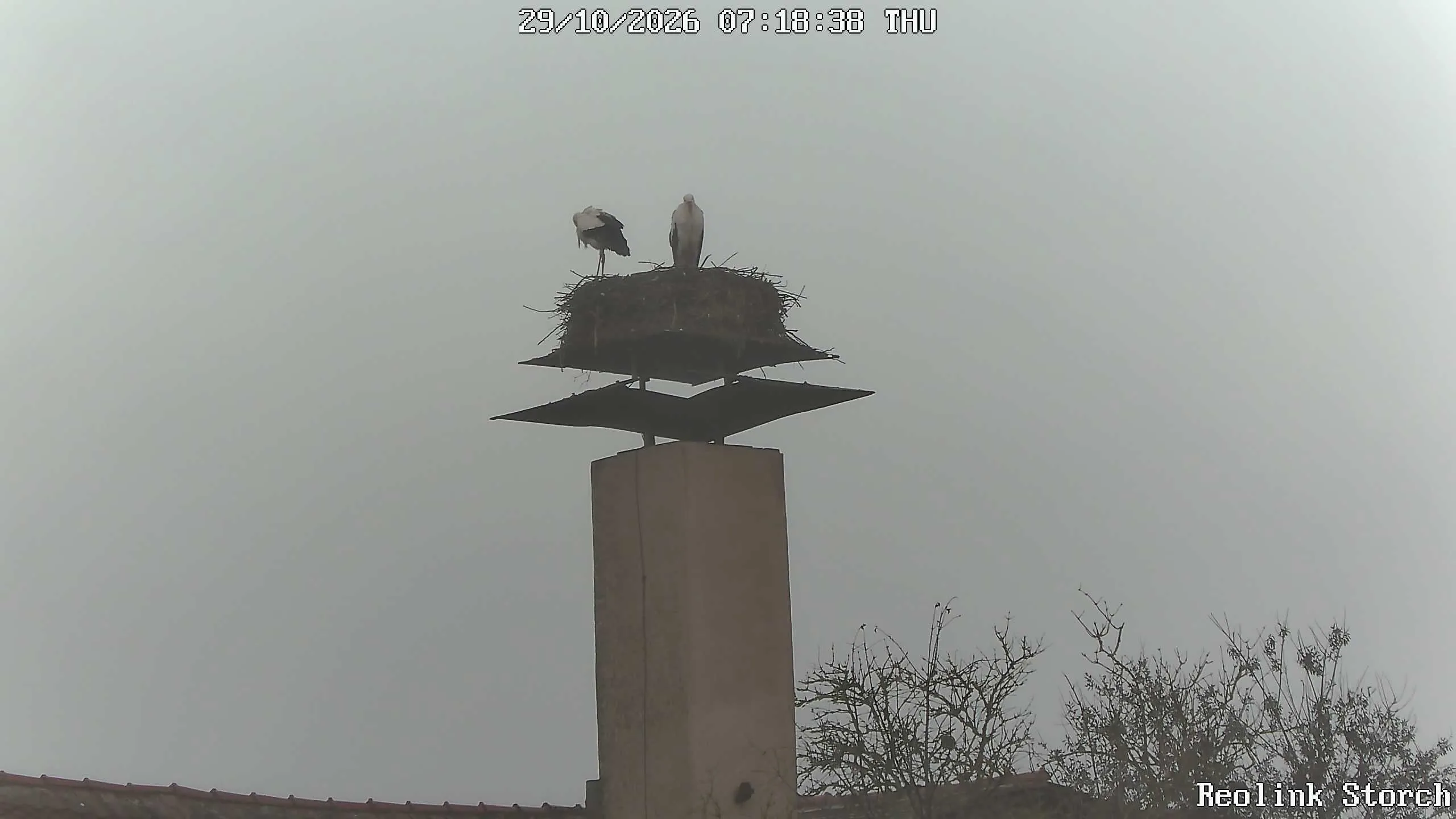 Storchencam Bild