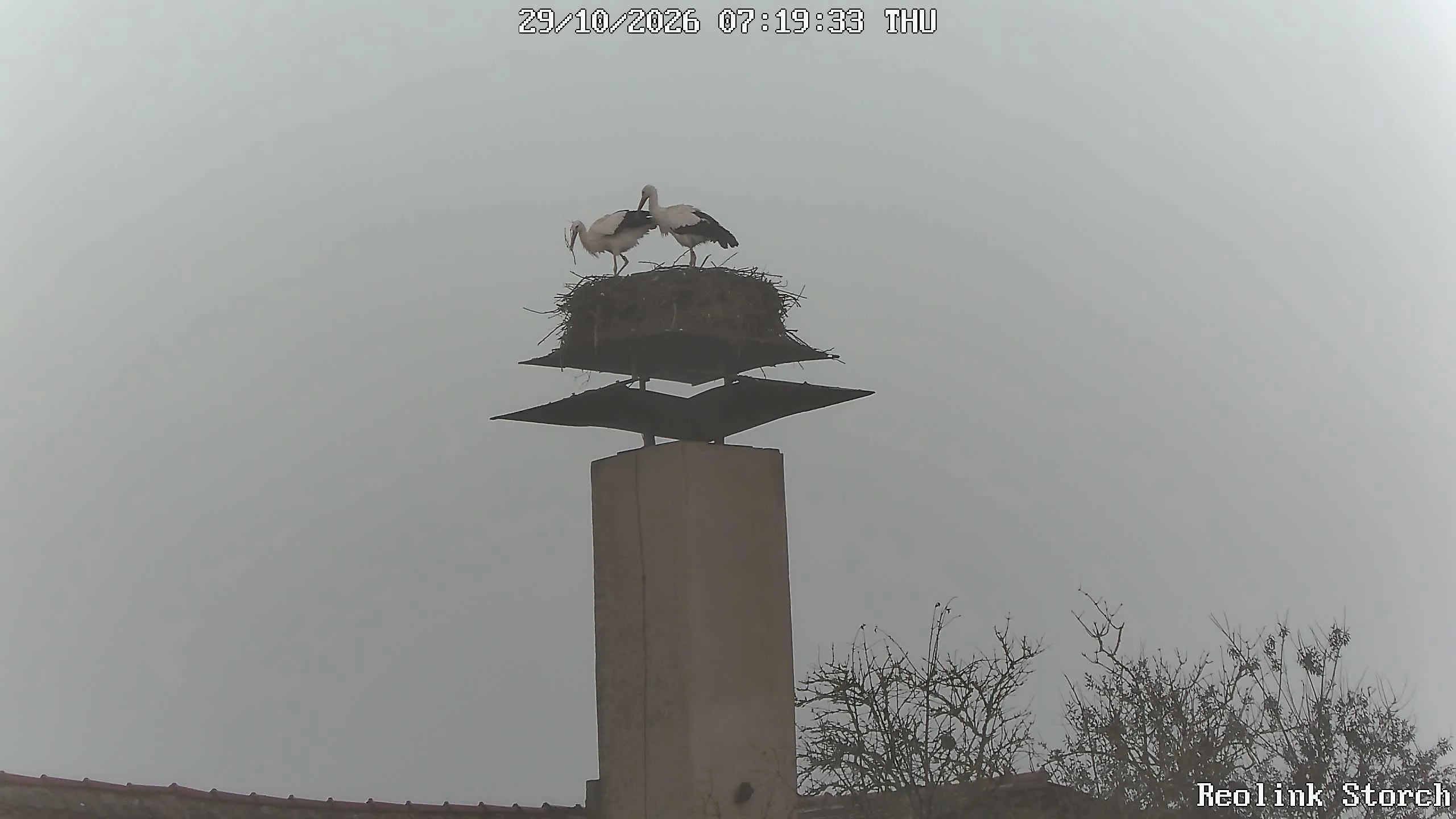 Storchencam Bild