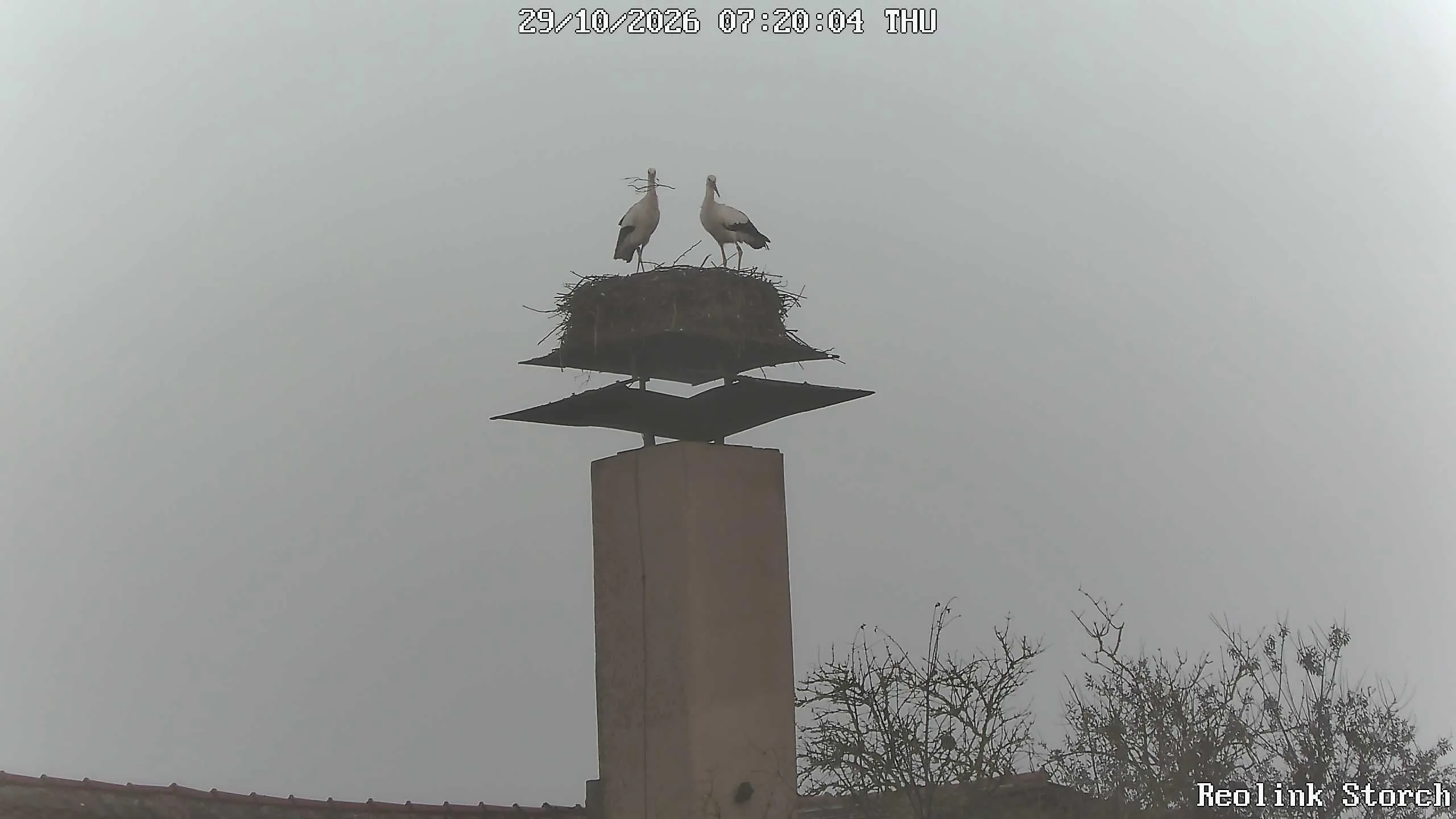 Storchencam Bild