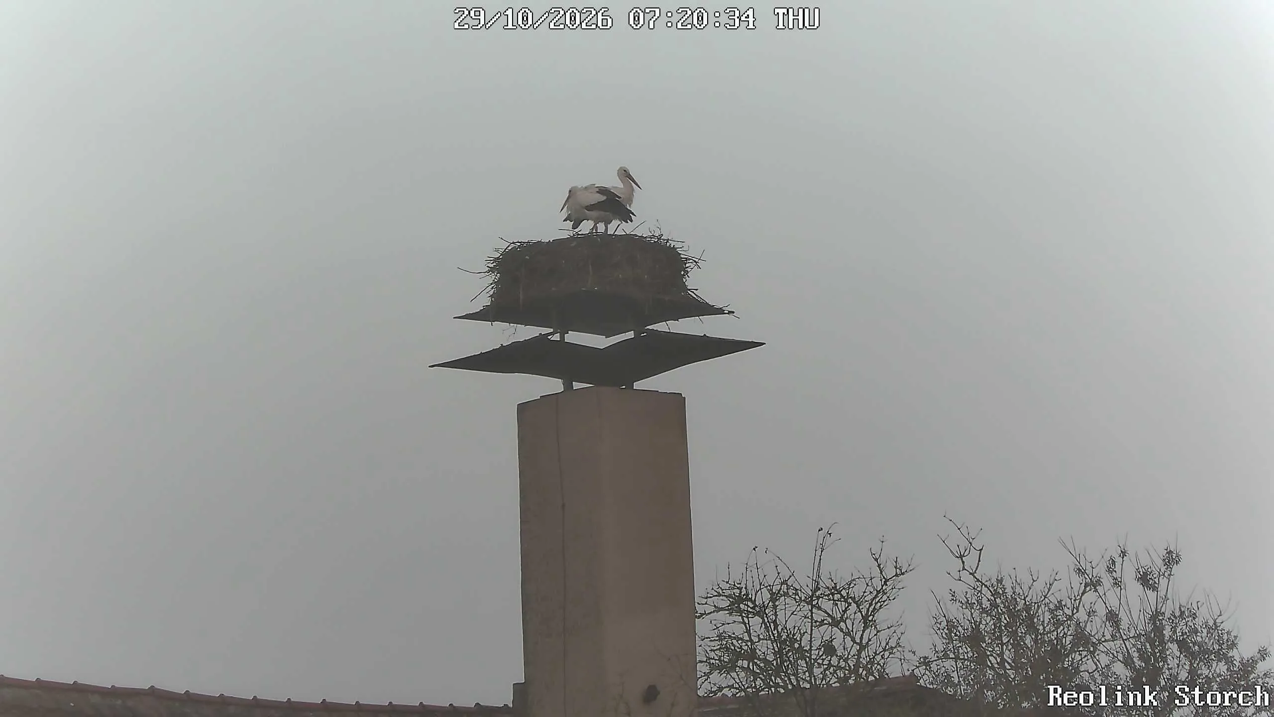 Storchencam Bild