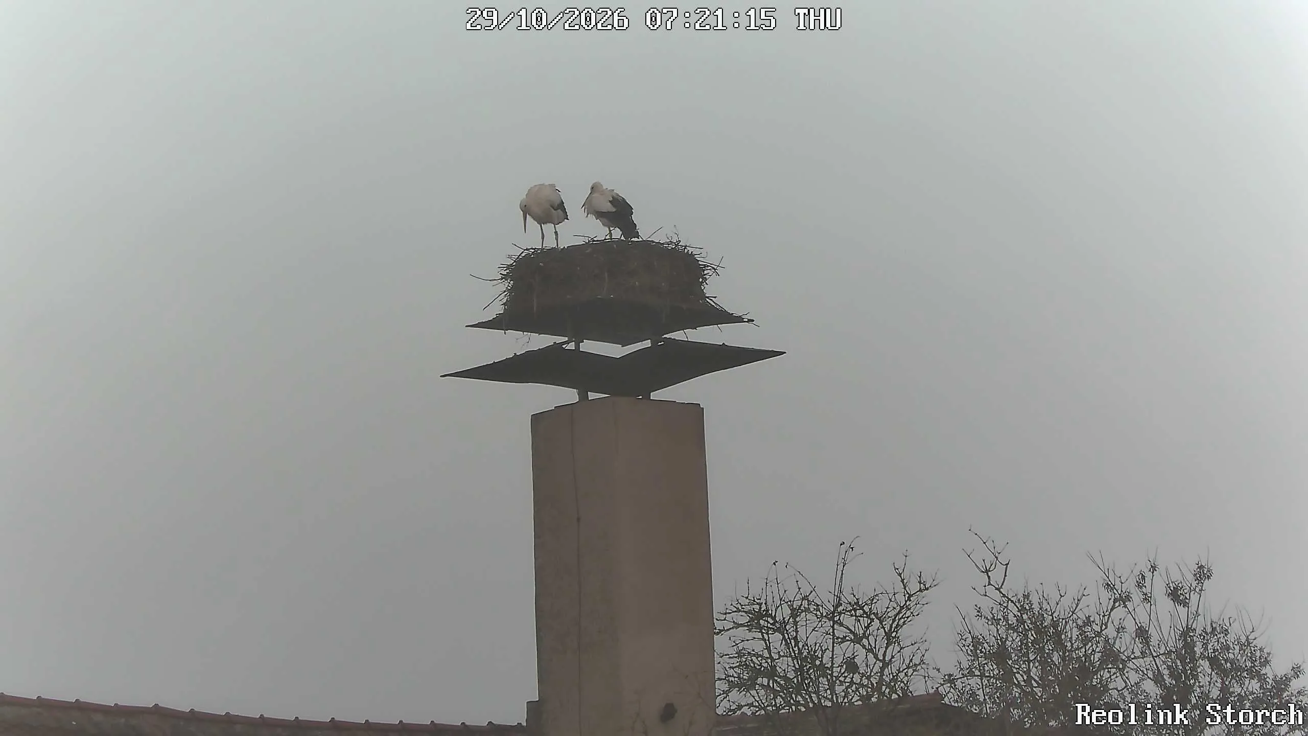Storchencam Bild
