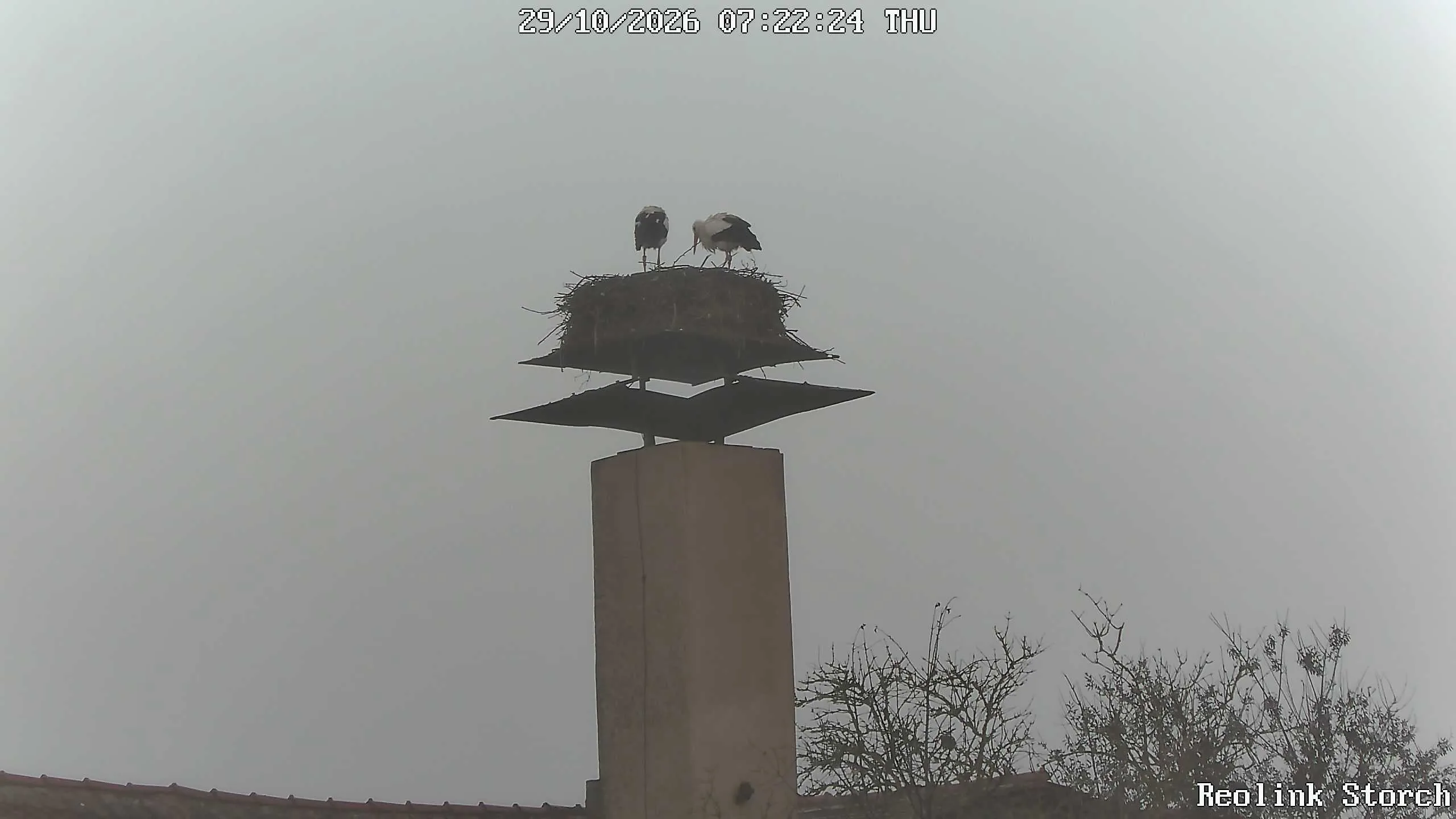 Storchencam Bild
