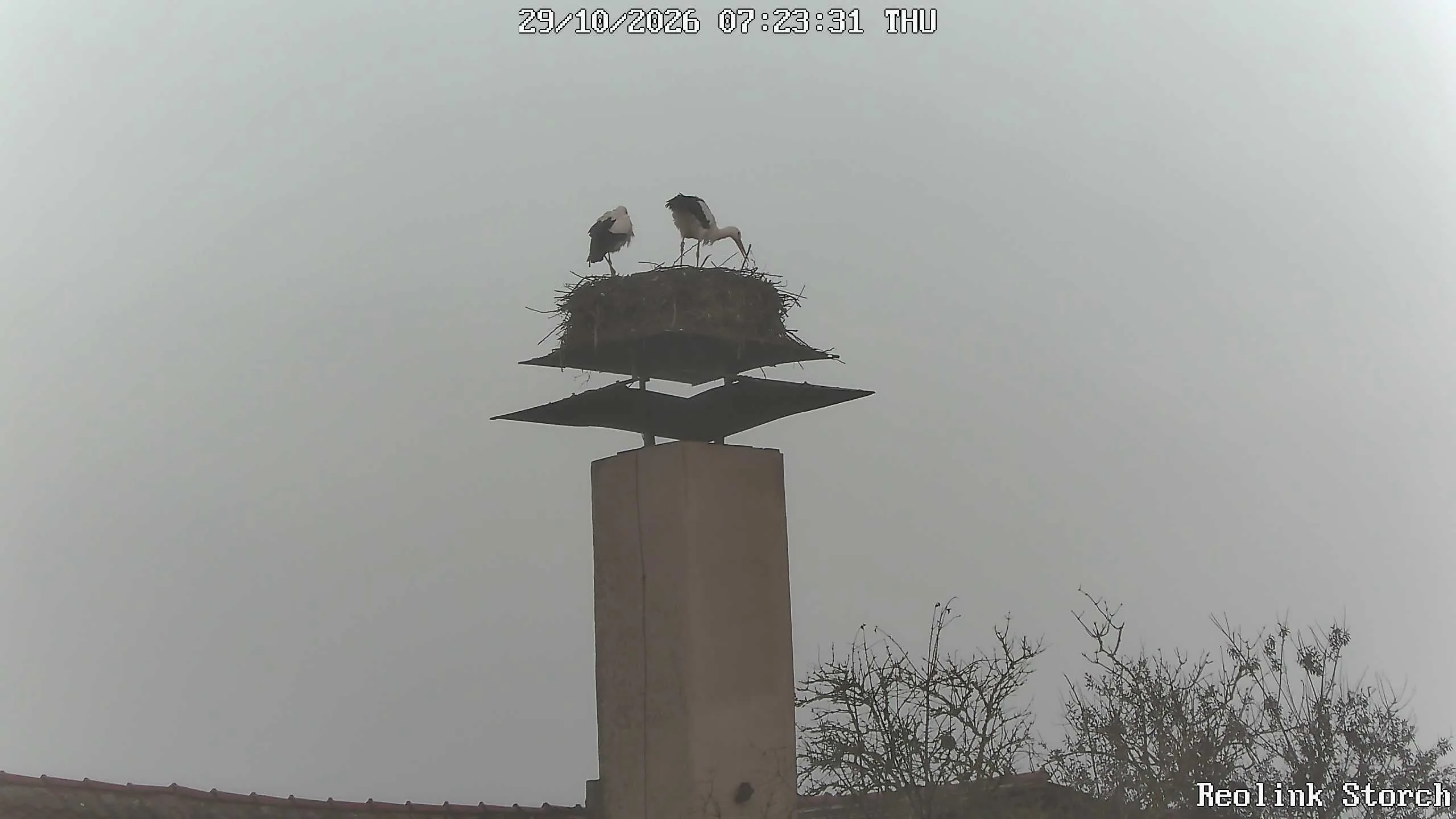 Storchencam Bild