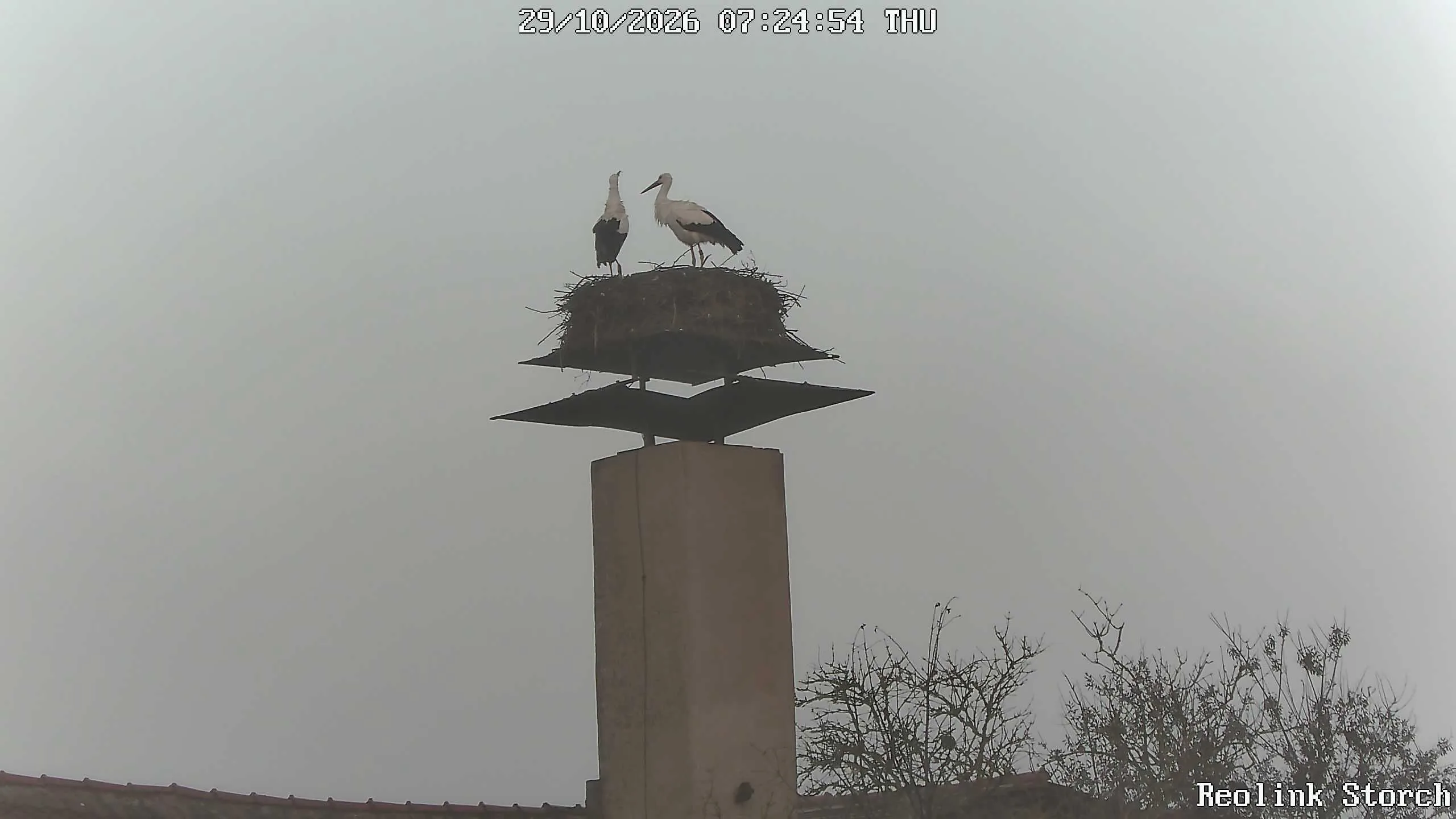 Storchencam Bild