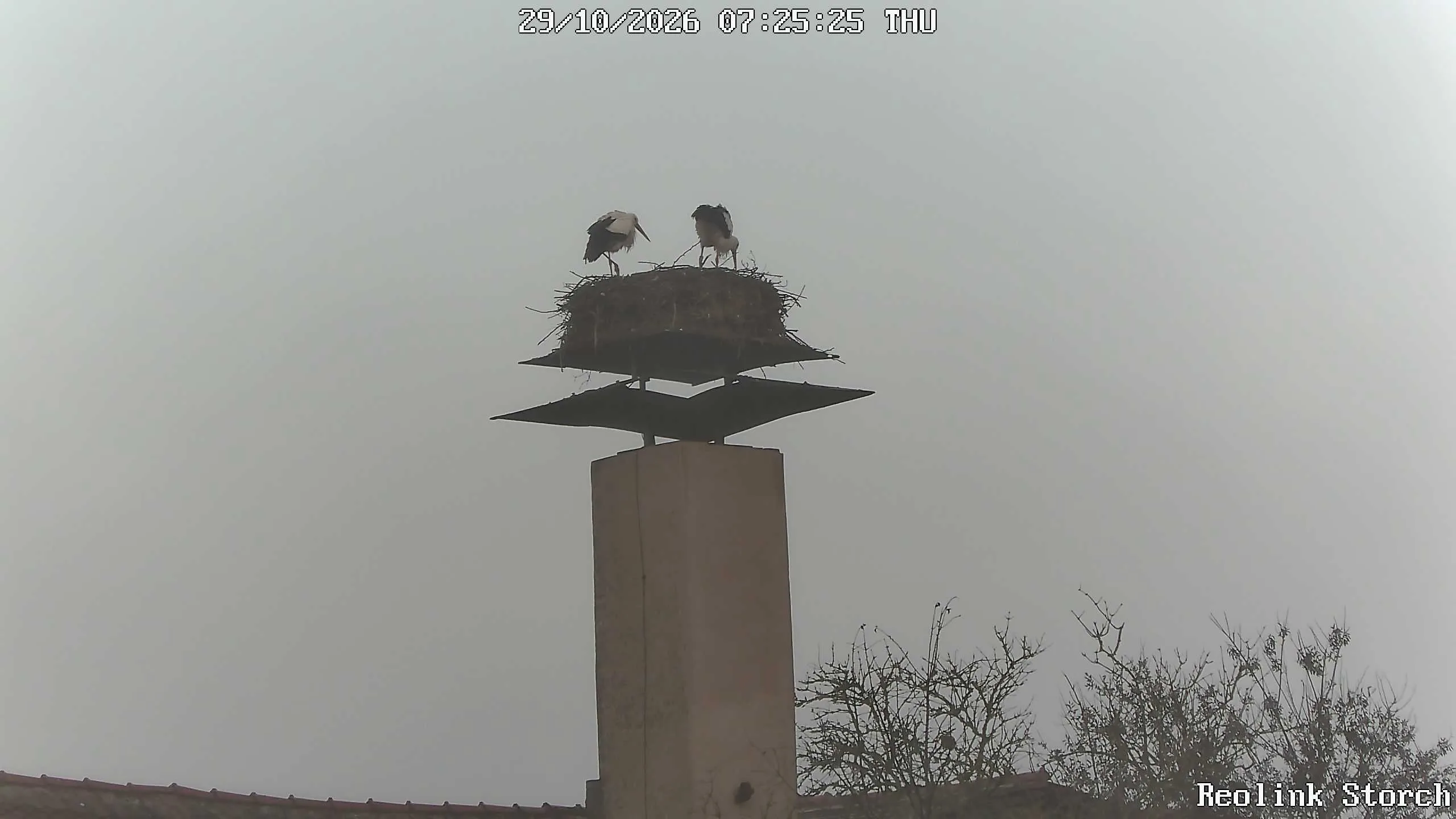 Storchencam Bild