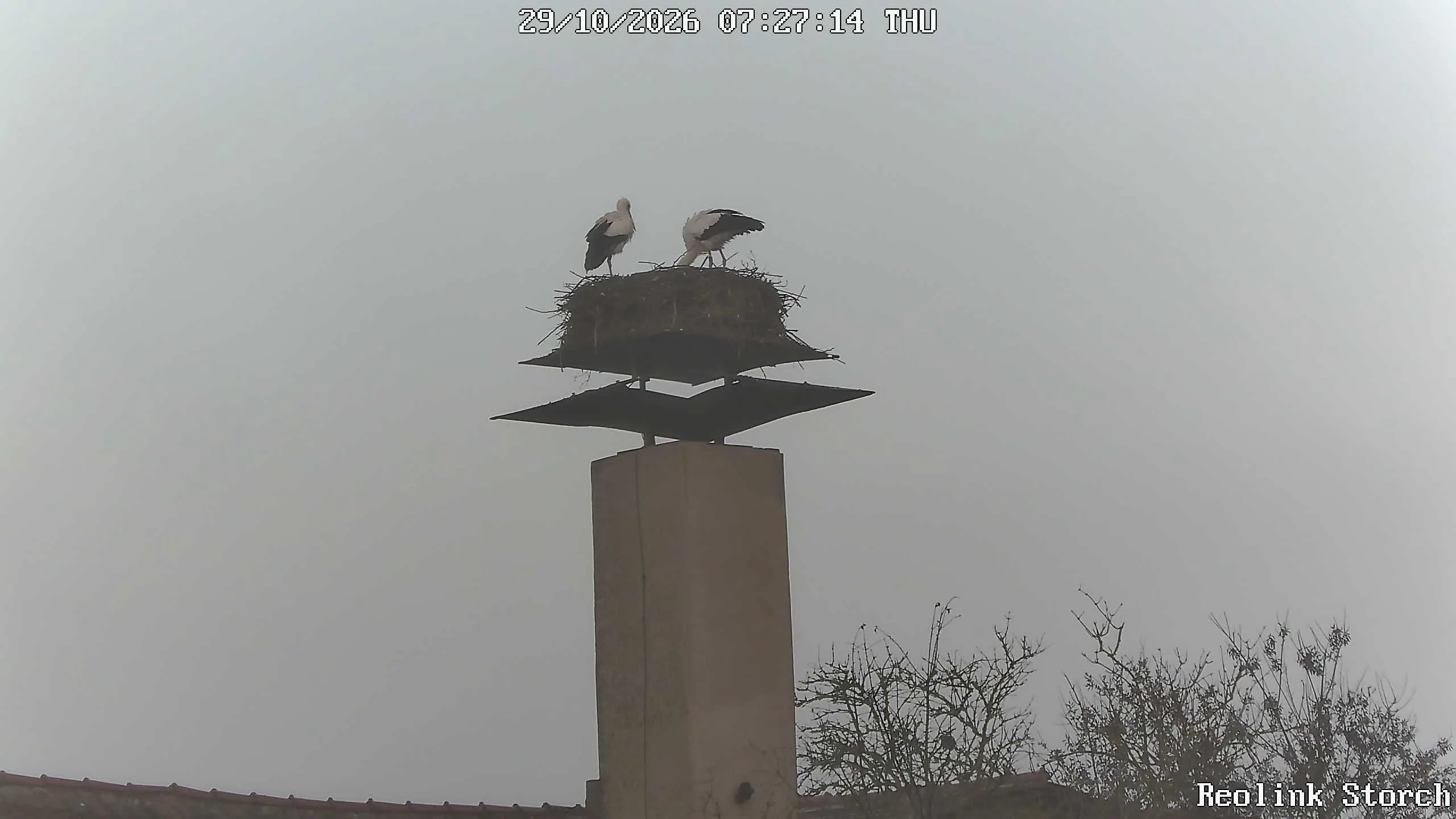 Storchencam Bild