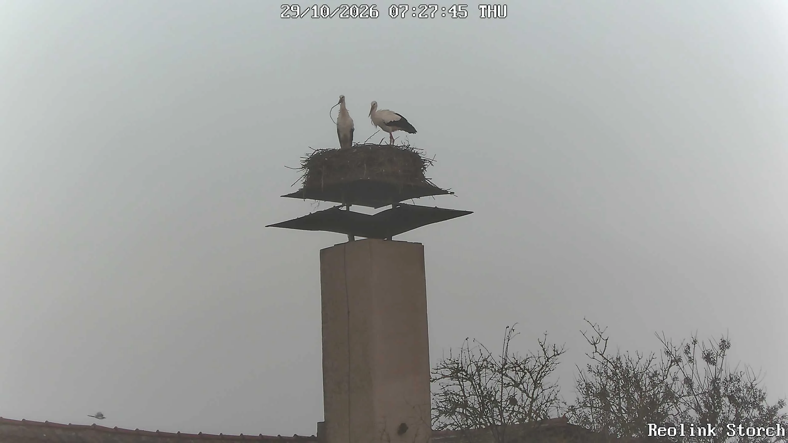 Storchencam Bild