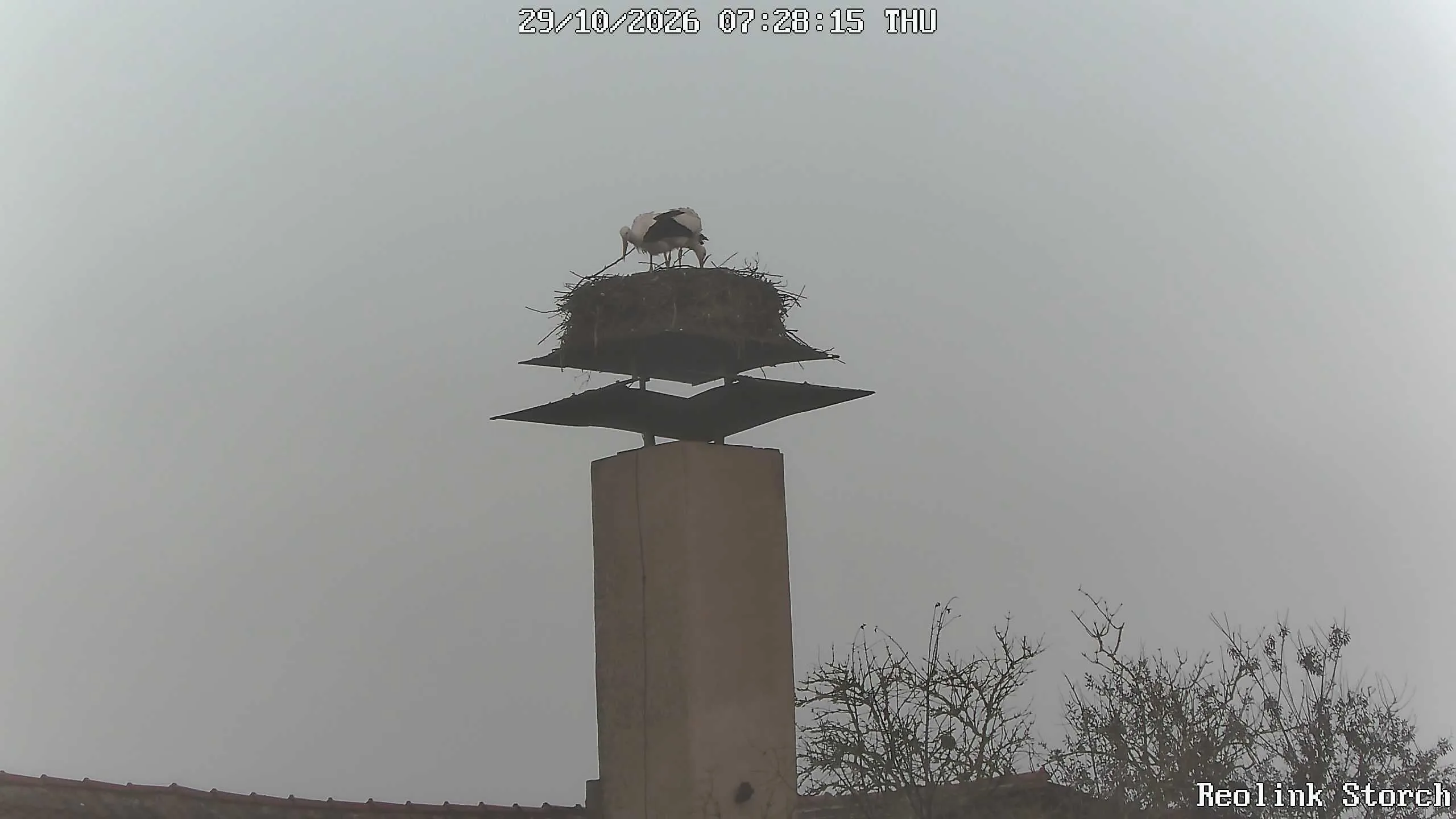 Storchencam Bild