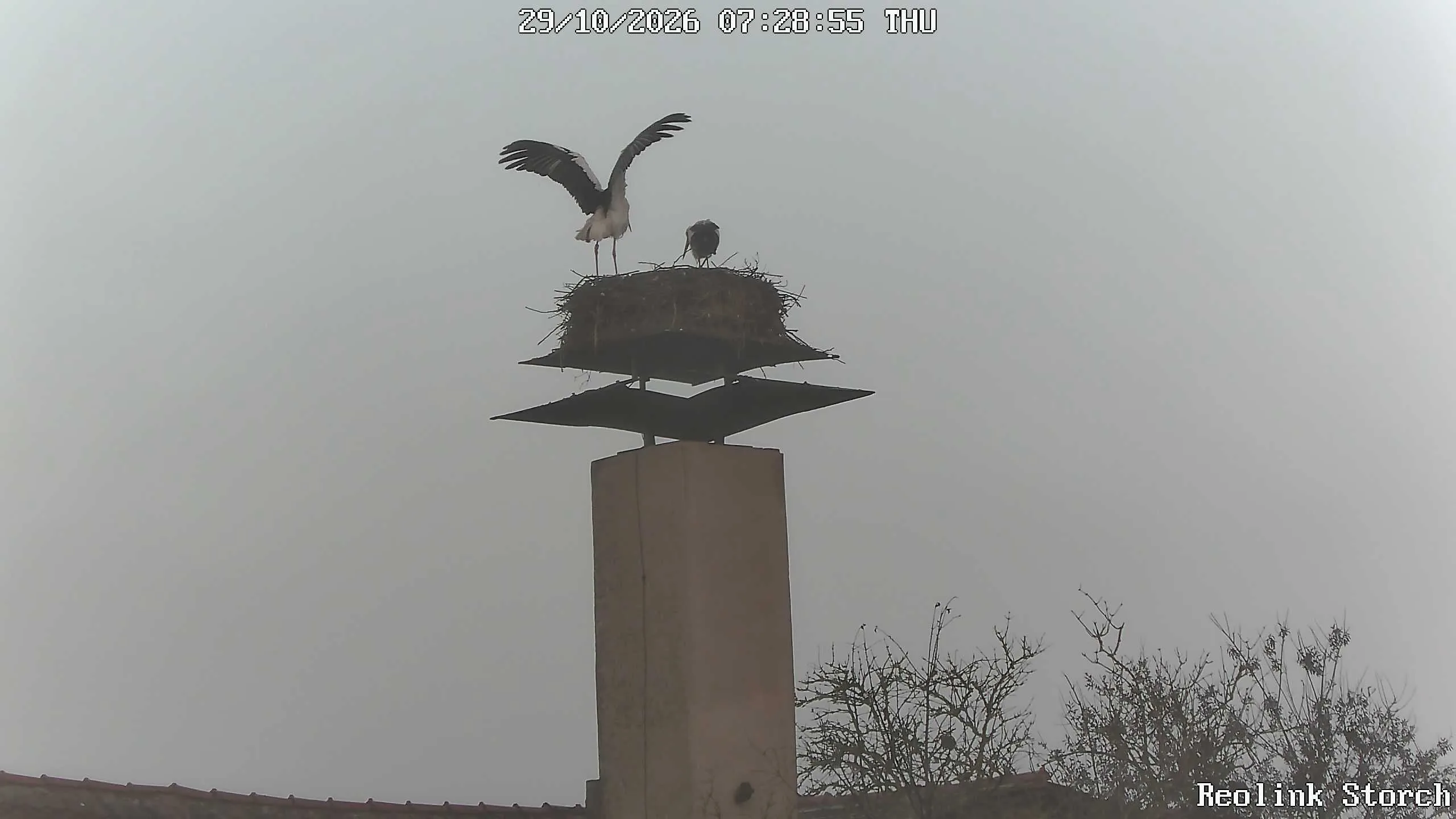 Storchencam Bild