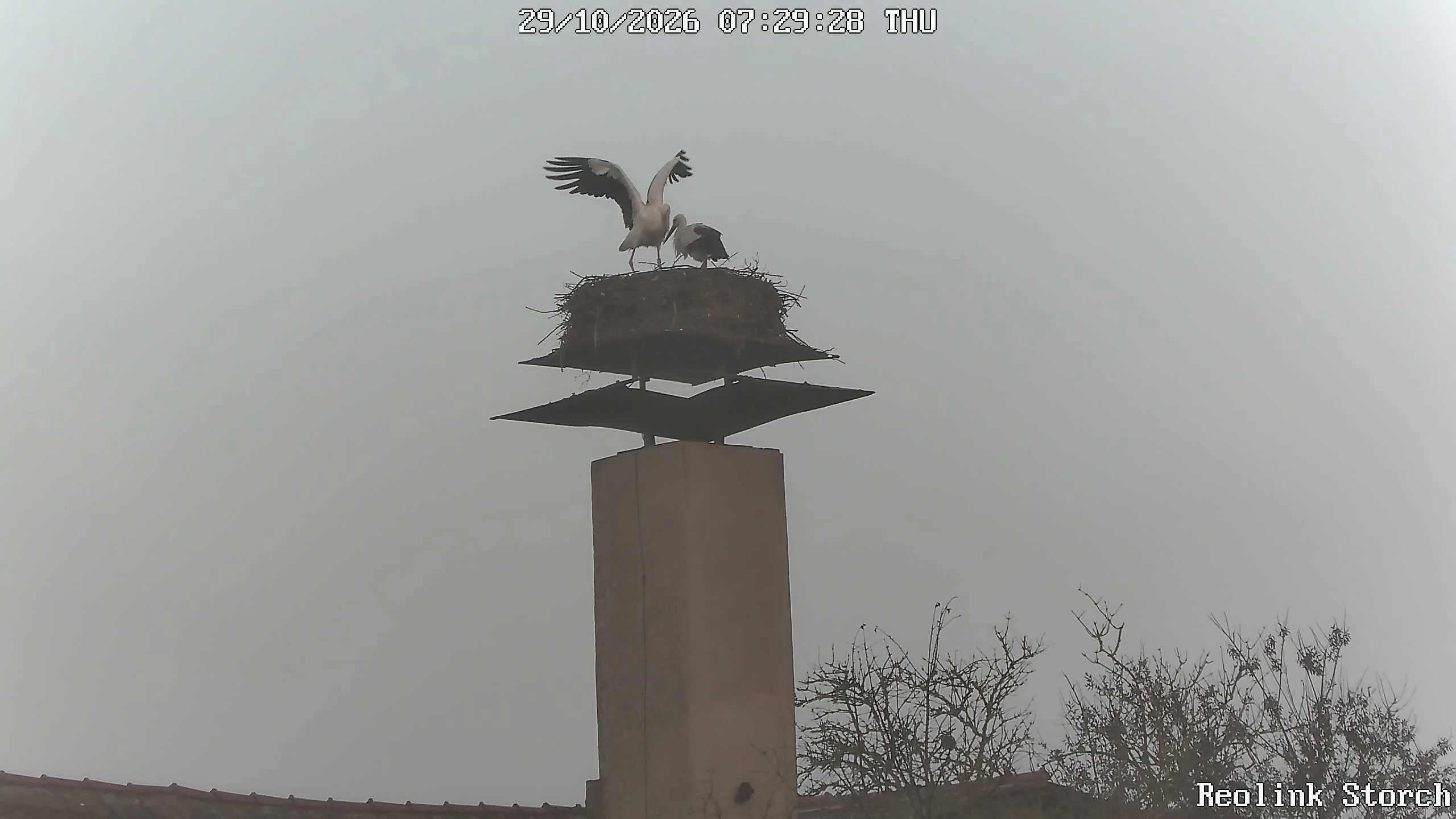Storchencam Bild