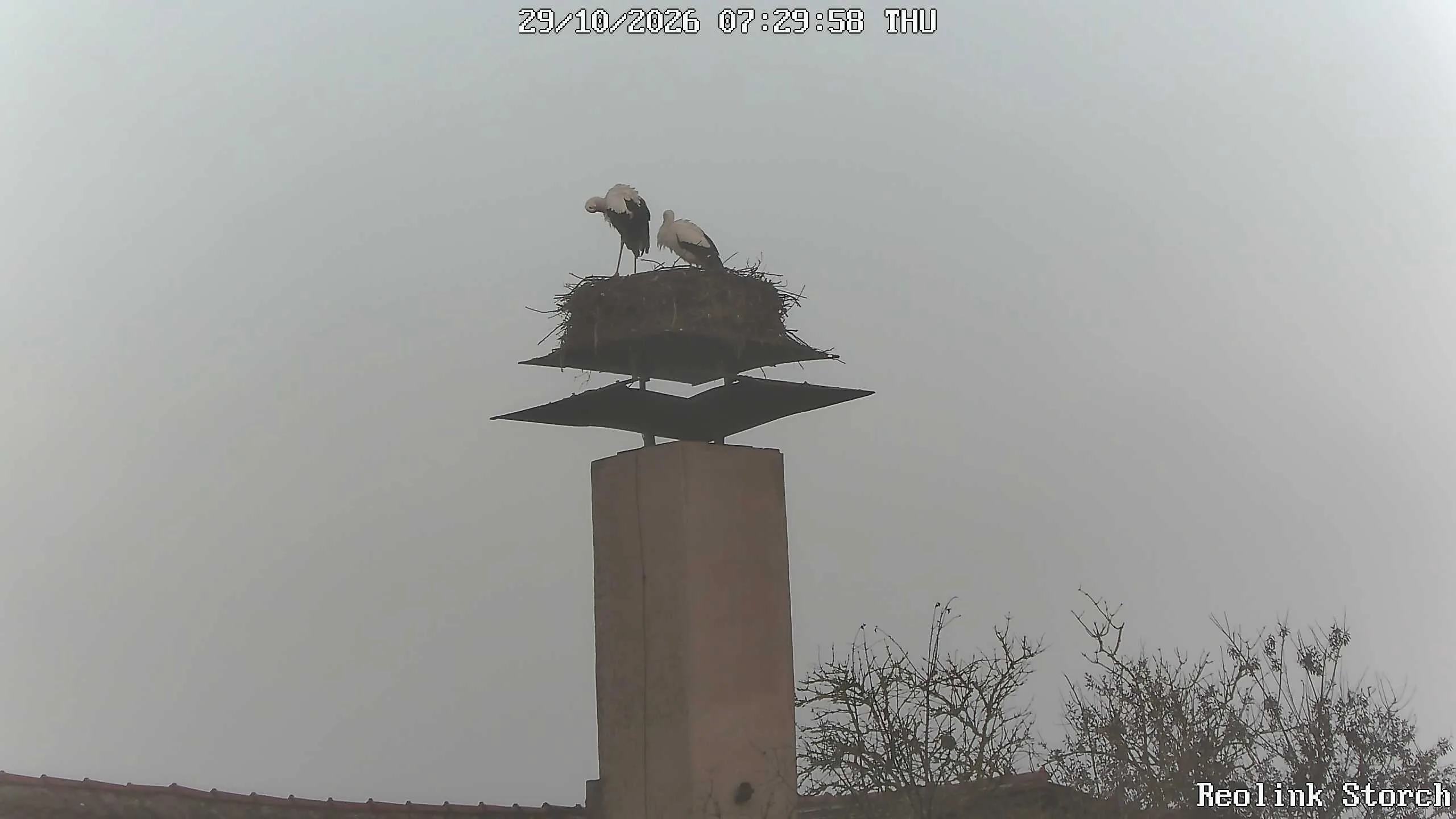 Storchencam Bild