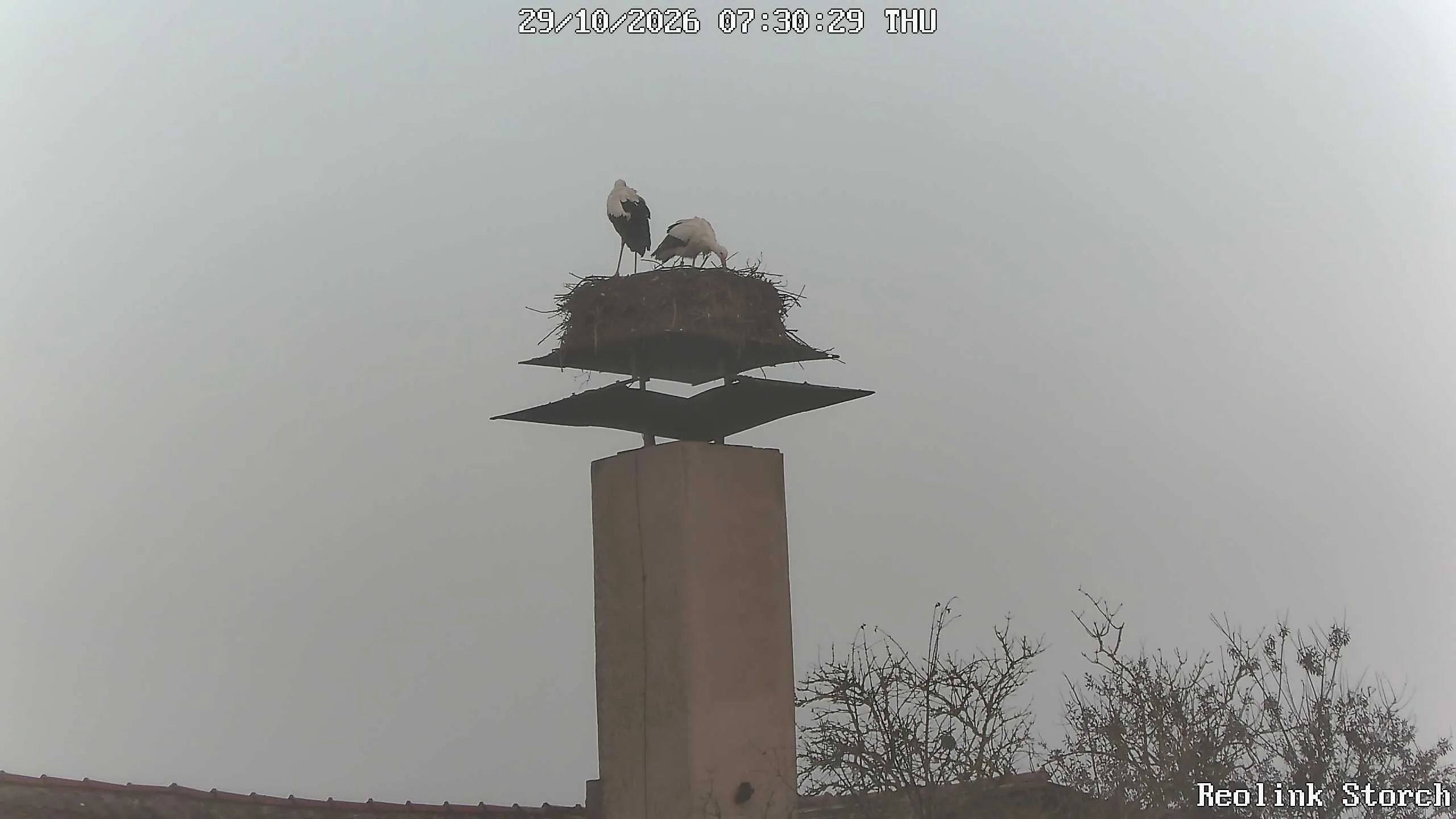 Storchencam Bild