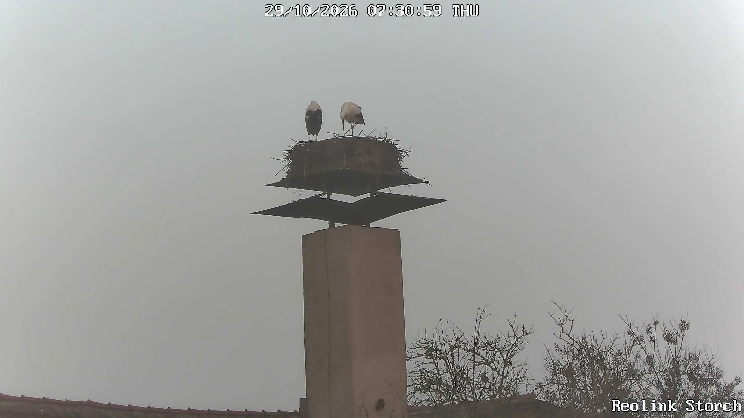 Storchencam Bild