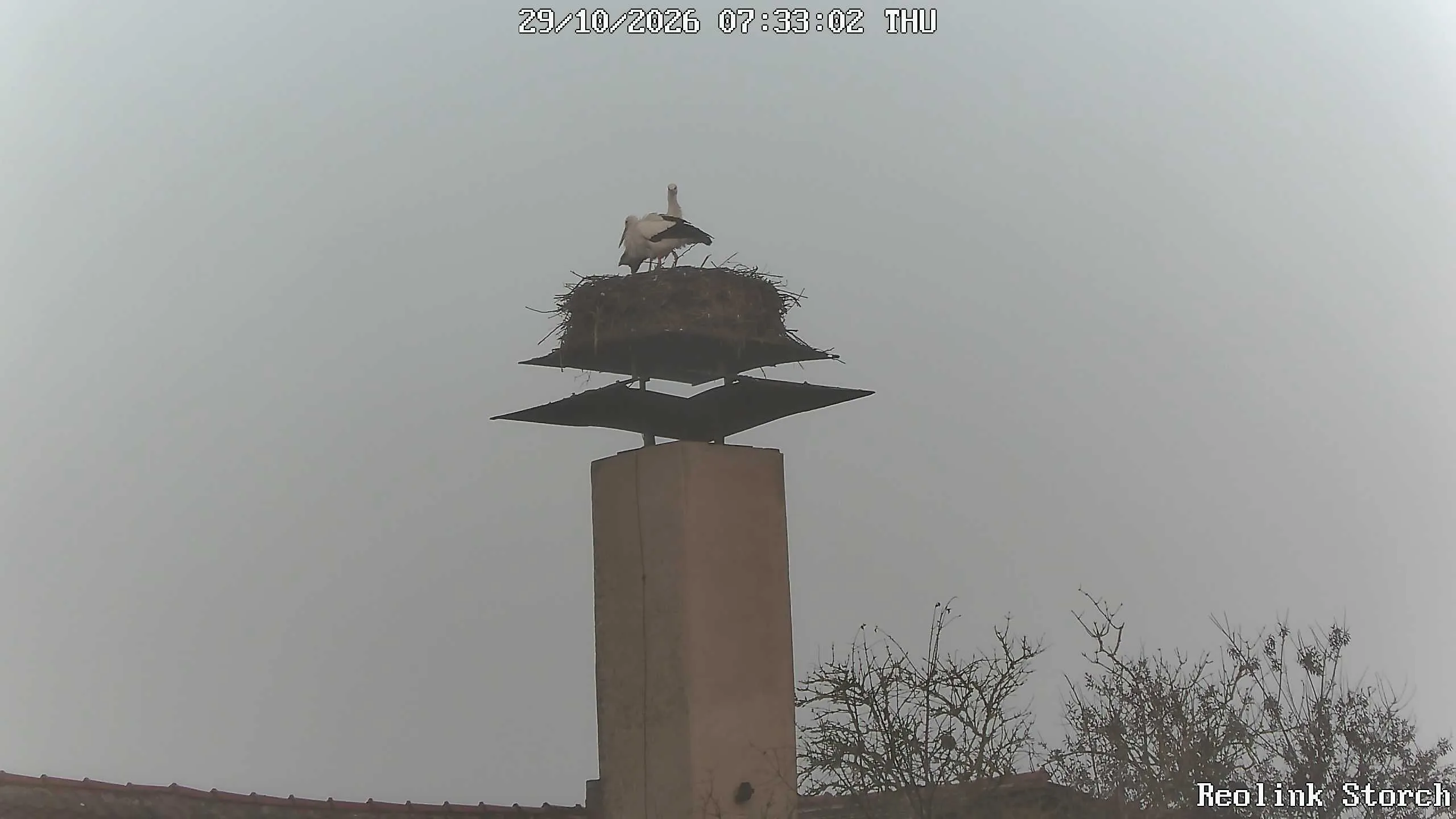 Storchencam Bild