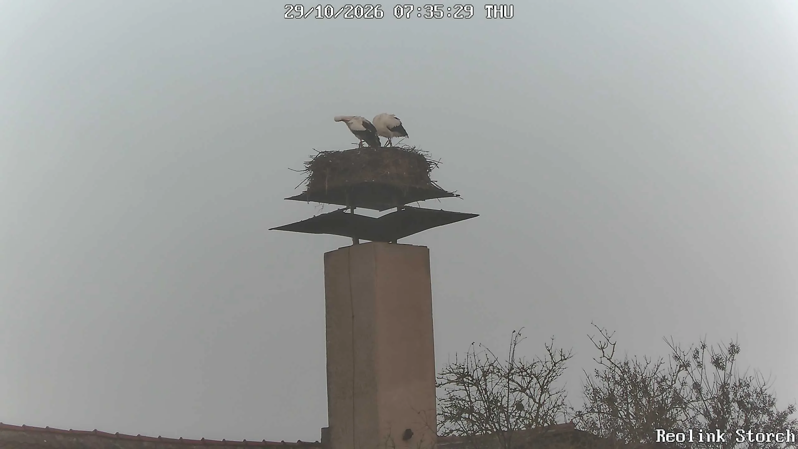 Storchencam Bild