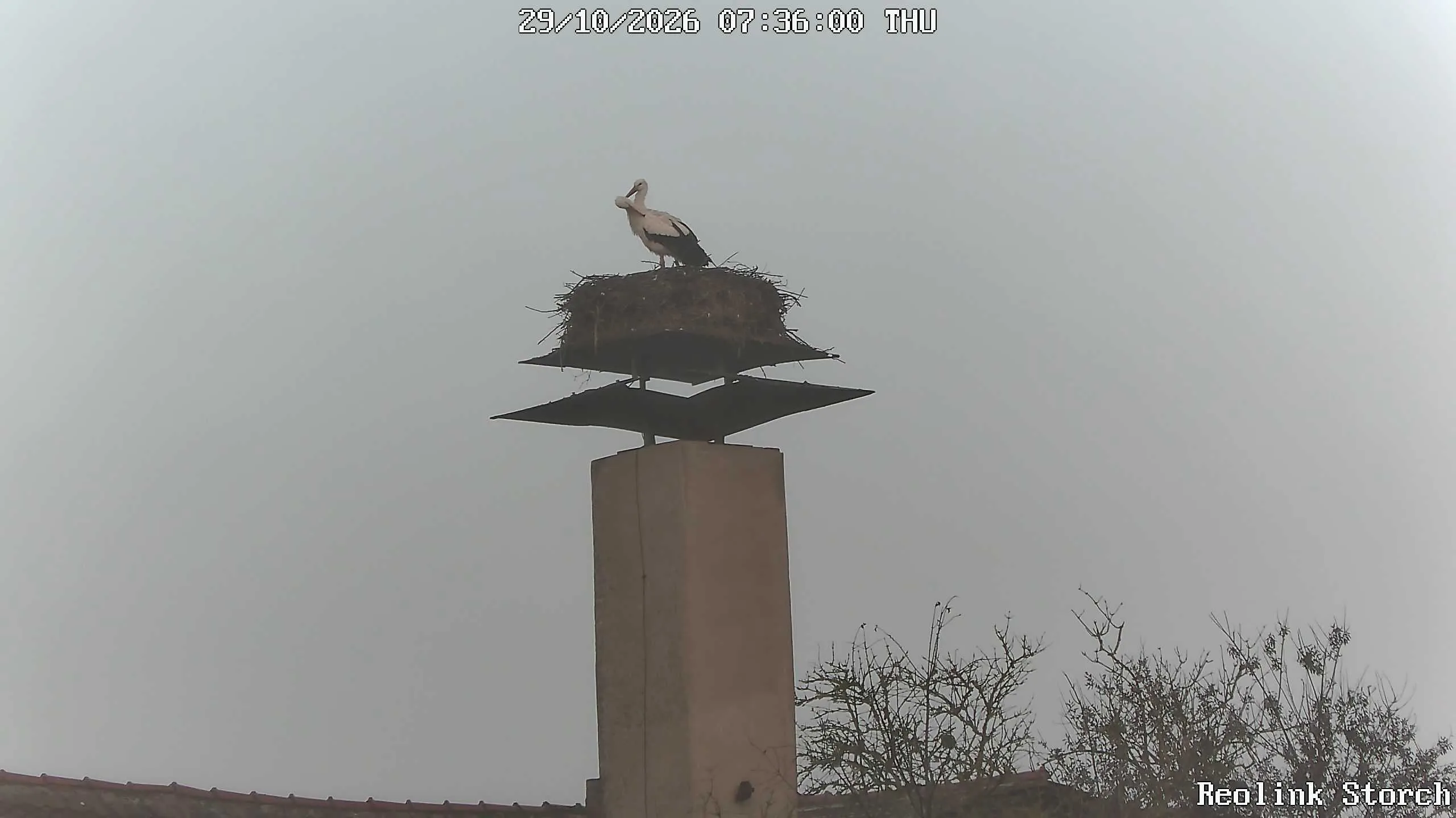 Storchencam Bild